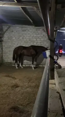 D,boss 🥰 #dboss  #fyppppppppppppppppppppppp #nttpride🏝🔥fypシviral 