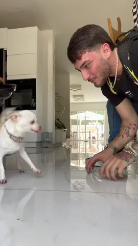 Dogs are part of my life. I love dogs ❤️❤️❤️#dog #dogs #doglover #dogsoftiktok 