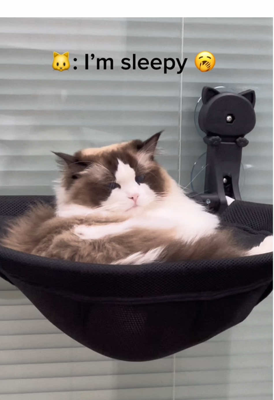 Found a cute kitten #cathammock #cutecat #cuteanimals #catlover #catmom #catsupplies #catsoftiktok #PetsOfTikTok 