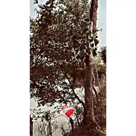 Hayy lines❤️‍🩹🥲#سوناپنجاب😘🌾🌾 #پینڈاں_آلے #چیمہ_صاحب❤️‍ #unfrezzmyaccount🥺😭 #foryourpage🔥 @TikTok 