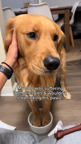 I cannot believe how many other dogs are suffering from allergies. When Hudson has an allergy flare up, I soak his toe beans in warm water and unscented Epsom salt for about 10 minutes a day. The transformation is always crazy.... Red and raw paws to completely cleared up. For Hudson it happens to be environmental! His face when the relief hits gets me every time...