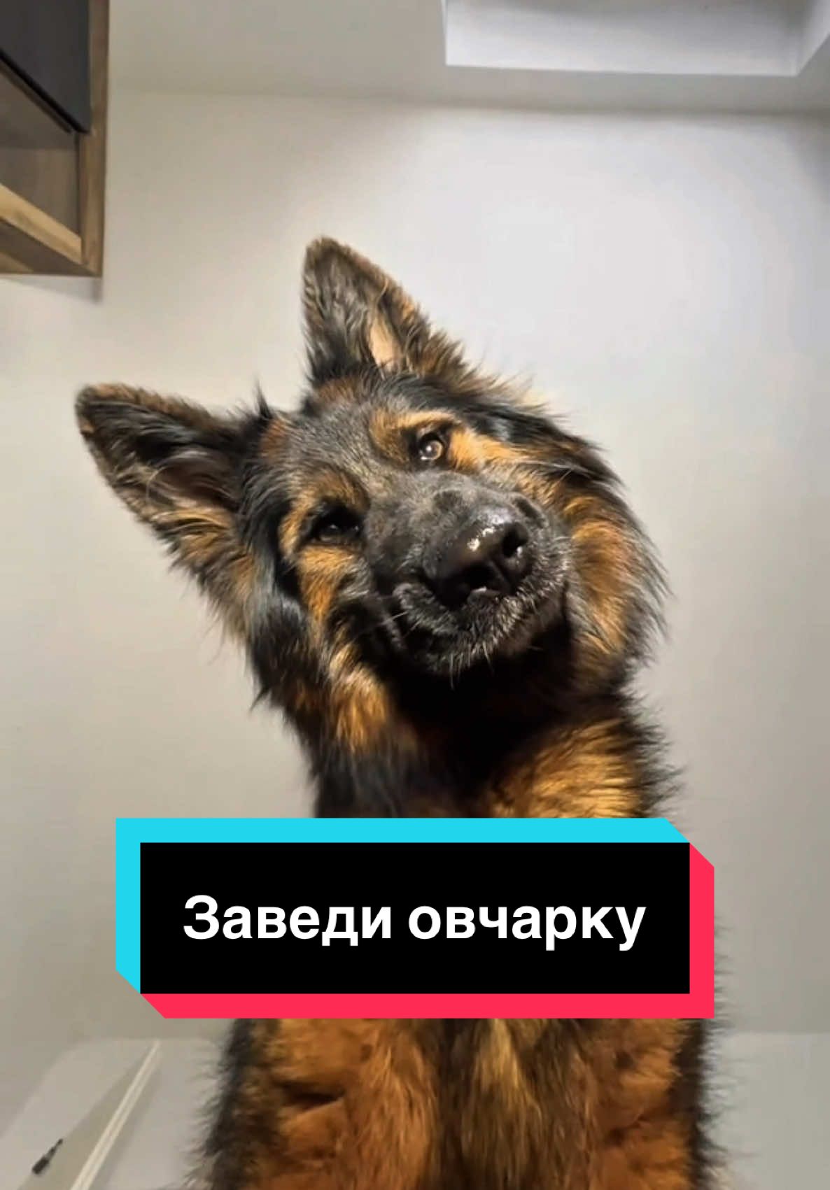 Немецкие овчарки умеют “читать” эмоции человека по лицу и голосу! Исследования показали, что овчарки особенно чувствительны к тревоге и страху — они мгновенно улавливают изменения в мимике и интонации хозяина. Это делает их не только отличными охранниками, но и настоящими эмпатами среди собак. #рекомендации #животные #факты #рек 