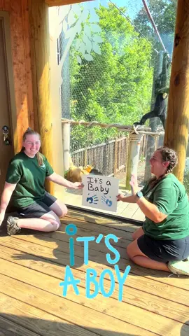 Our gibbon baby is a BOY! #gibbon #baby #babyanimals #babyboy #cuteanimals #akronzoo 