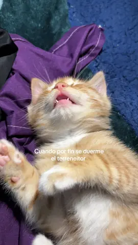 Mi mandarino terreneitor 🍊#gatonaranja #gatitobebe #fyppppppppppppppppppppppp 