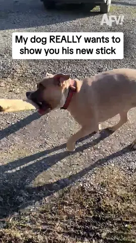 The new stick is a hit 😂 #afv #dogs #funny