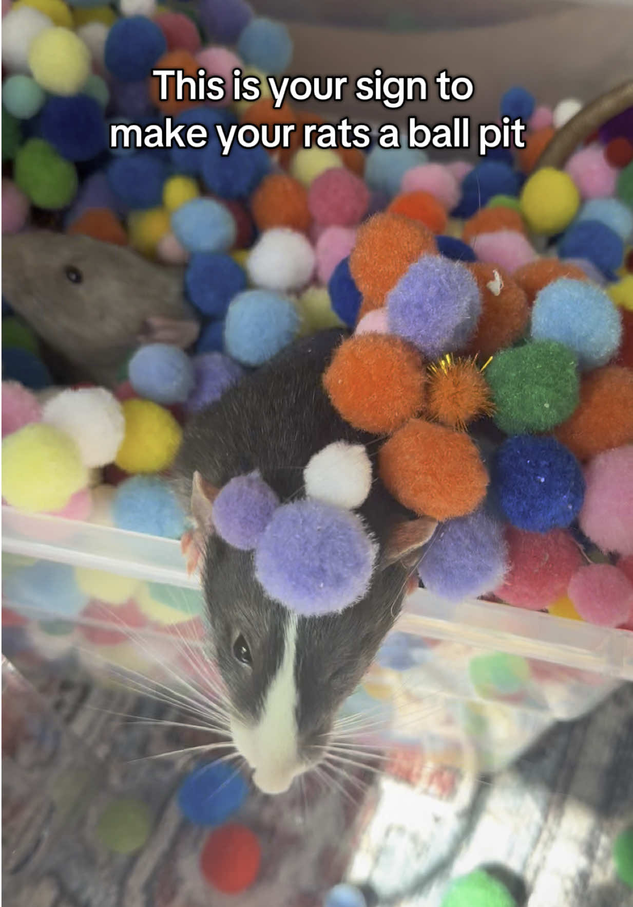 Pompom party #rat #viral #petrat #animals #pets #fyppppppppppppppppppppppp 