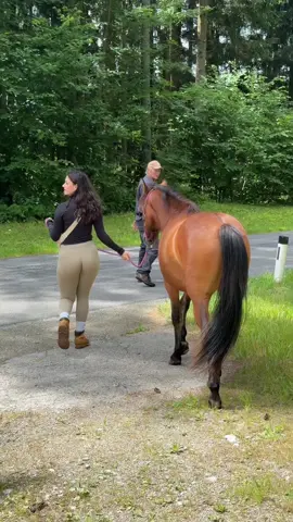 Getting my daily steps in 🐎