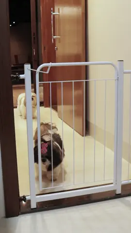 🚫 Cansado do pet indo onde não deve? Esse Portão de Segurança Pet resolve isso com estilo e praticidade! 🐶🐾 ✨ Ideal pra portas, corredores e escadas 🔧 Instalação sem furos — fixação por pressão 💪 Resistente, com trava de segurança pra adultos 📏 Tamanhos ajustáveis conforme a sua necessidade Mais tranquilidade pra você e liberdade com limites pro seu pet! 💖 🔥 Marca alguém que tem pet e precisa disso urgente! #segurancapet #portaopet #vidacompet #paisdepet #casasegura #casacompet #compreionline 