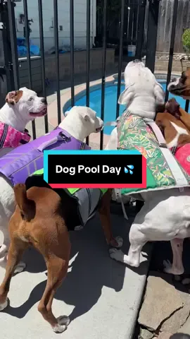Dog Pool Day! #swimmingdog #dogpool #cutedogs #dogsoftiktok #doglover #fyp