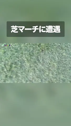 【芝生マーチに遭遇 】#ドリフト僧侶 #マーチ 