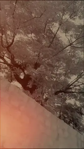 Lagy Mafia#fyp #foryoupage❤️❤️ 