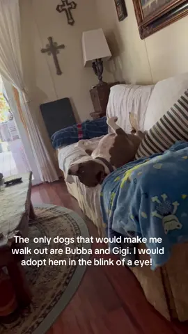 #dogsoftiktok 
