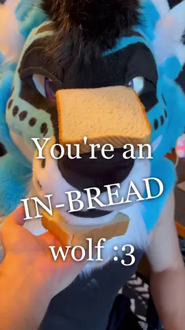 I’m not a purebred wolf… #kriegarwolf #Kriegar #furry #furries #furriesoftiktok #twitchstreamer #twitch #streamer #furryfandom #bi #gay #lgbt #fypシ #fyp #vrchat #fursuit #fursuiting #fursuitersoftiktok 