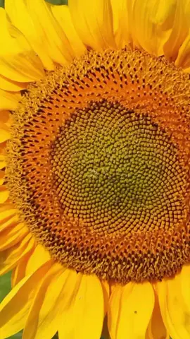 Золота квітка 🌻🌻🌻