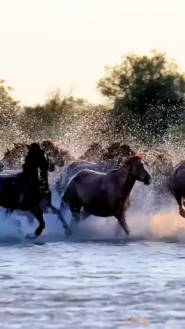 #horses #fyp #freedom #relax #animal #scenery #nature #wildnature #parati 