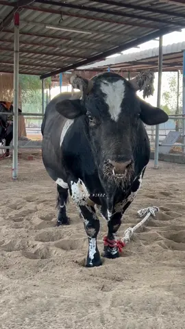 ##الكهرباء #الموت#ذكروالله💜 #لايك #متابعه#فن#النيروز##العماني 