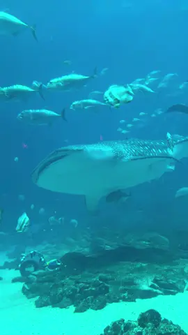 Whale shark bible verse hoodie! #whaleshark #isiah #bibleverse #ocean #oceanawareness #savetheocean #sharkweek #georgiaaquarium #fyp 