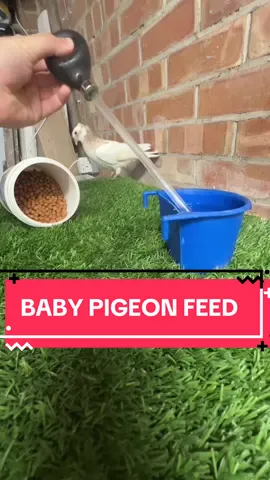 Replying to @ice.e.02  Stronger each day #pigeon #pigeons #pigeontok #pigeonfeeding #babypigeon #handfeeding #howto #pigeonpump 