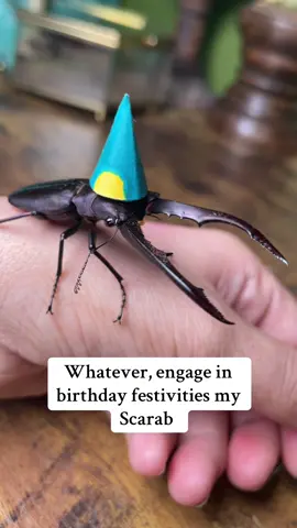Will u come to Spike’s bday party yes or no 🙏🏻  #entomology #bugsoftiktok🐜🐌🐛🦗 
