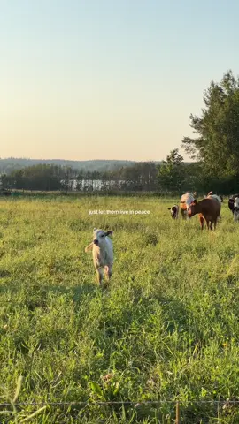 the reason I went vegan 10 years ago 🌱 #animallover #vegan #veganism #vegantiktok #cow #cuteanimals #naturelover #plantbased #govegan #babycow #happycows #fyp 