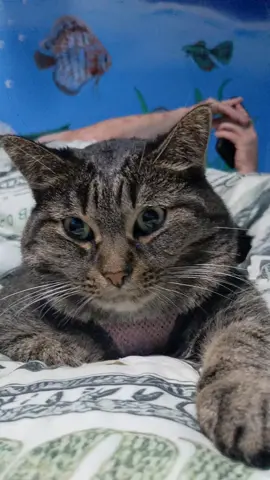 Did you a cat could help you a Millionaire? #fyp #onthisday #fyppage #foryoupage #catslover 