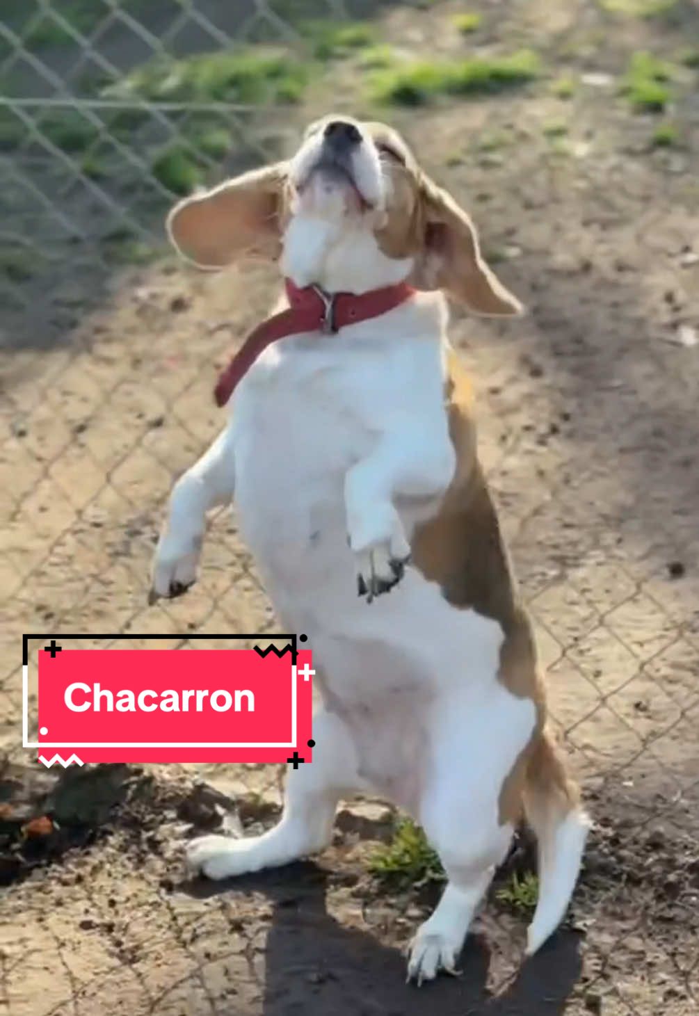 Alguien se acuerda del perrito chacarron? Apareció en PetVille!!!🤣🤣❤️❤️🐶