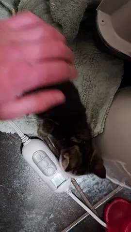 happy nom nom noms. a couple kittens we found in out ditch.  #kitty #kitten #nomnom #cats 