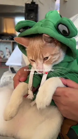 Matteo te amo❤️ #gatos #cat #gatofeliz #gatonaranja #loveyou #mascot #ricocatperu ❤️