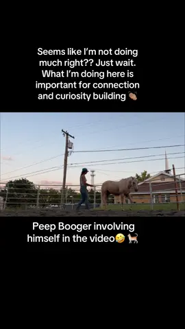 When you have a horse that is extremely timid and tense, in my opinion and experience the best thing you can do is make them curious about what is scary. Praise them when they even acknowledge the scary thing rather than letting them stand there frozen. #traininghorses #process #onthefrosthorsemanship #ledbyfeelbuiltontrust #timidhorses 