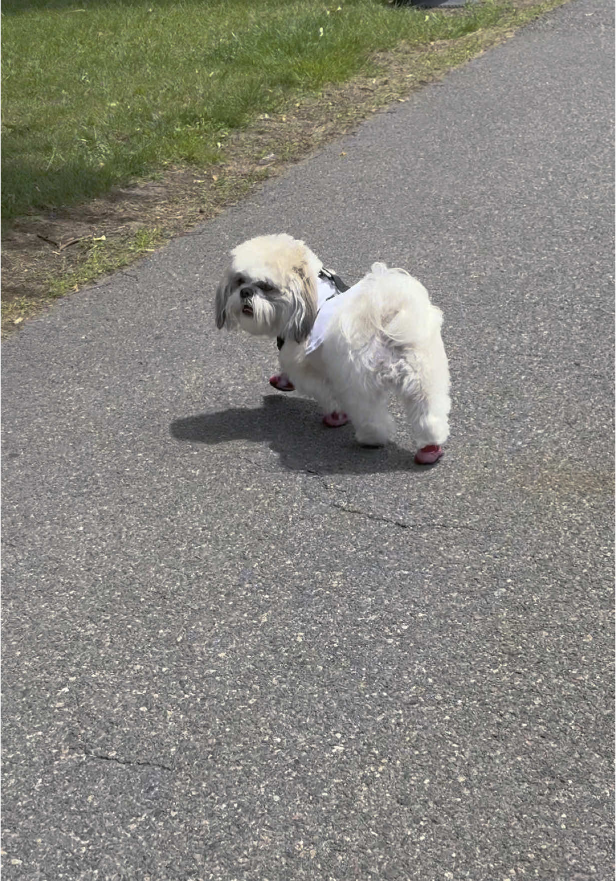 #LIVEStory #PaidPartnership #tiktok #🌈 #🐶 #shihtzu #fypage #fyp #usa🇺🇸 #♥️ 