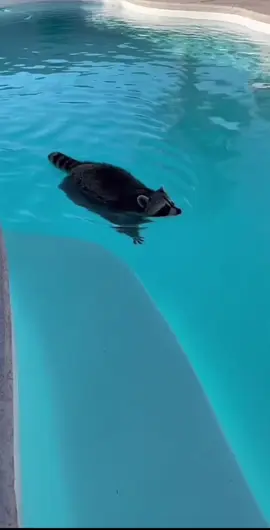 #kpop #swimmingraccoon #dancingmachinemomo #raccoon #twice 