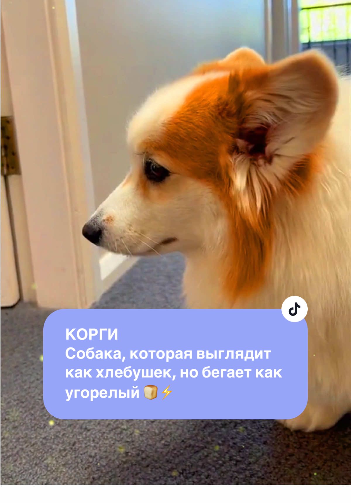 Когда у тебя лапы 10 см, а уверенности - на весь район 💃🐕#корги #вельшкорги #коргиприколы #смешнаясобака #маленькаясобака #corgi #corgisofinstagram #funnycorgi #smalldog #loyaldog #dogsoftiktok #funnydog #doglover #животные #dog #dogs #dogtok #cuteanimals #cuteanimal #cutepet #cutepets #pets