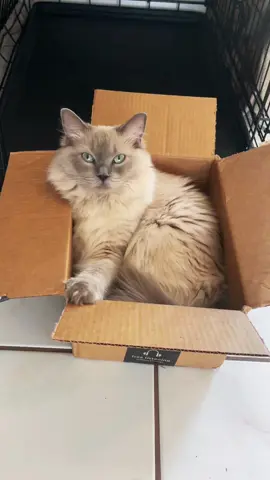 when box is life.. 😹 #ragdollcat #ragdoll #catsoftiktok #skye #storm #kittycat #sisters #avaryana #ilovepets #adoptdontshop 