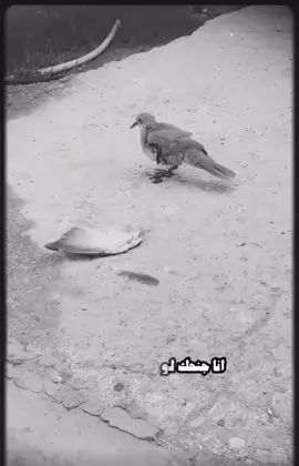 طب شوف الستوري. أفيدك بي. 