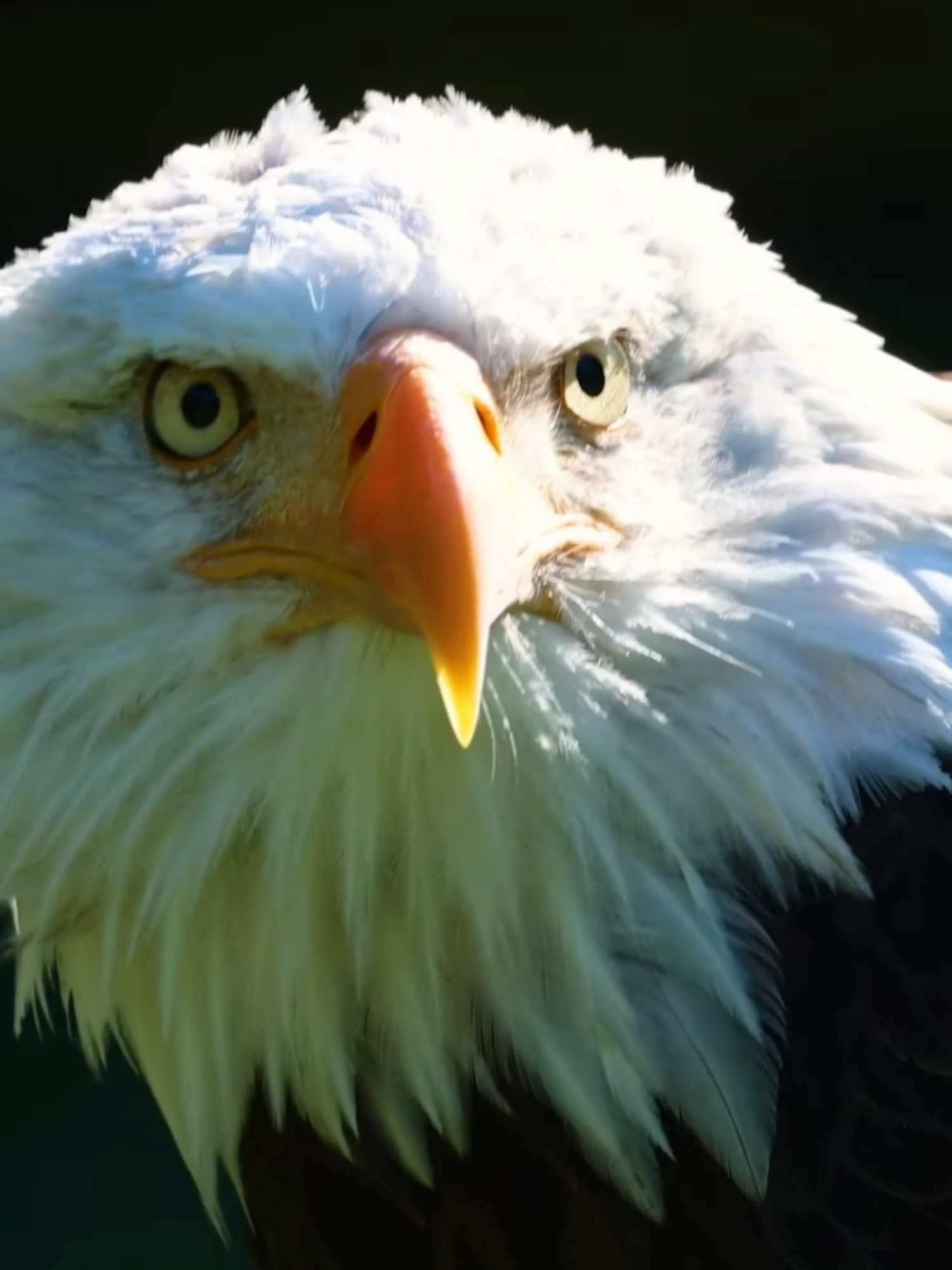 Estos Son Sonidos Reales De Animales #SonidosDeAnimales #Curiosidades #Naturaleza #AnimalesSalvajes #DatoInteresante #TikTokViral #ParaTi #ContenidoViral #Educativo #Tendencias