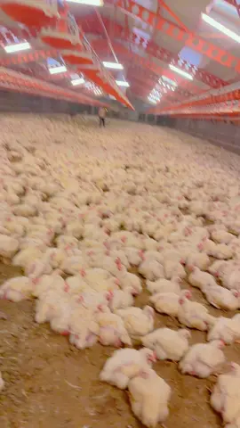 🐥🐣🐥🐣🐥🐣❤️