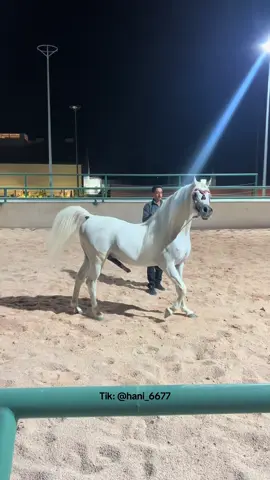 الفحل الجميل : #ساهر_الخالد #الخيل #حصان #فرس #الخيل_العربية_الاصيلة 