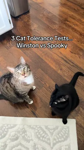 Cat tolerance tests on Winston and Spooky! #catsoftiktok #cattok #fyp 