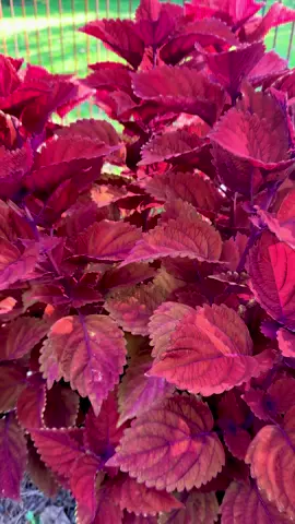Artful Rodger garden tour 7/24/25.  Gardening is an emotional hobby. #gardentok 
