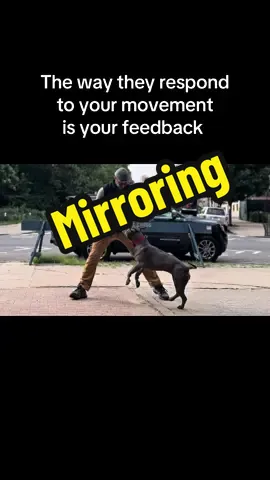 Mirroring pop is actually something that I’ve been learning from my mentor @Canine Consilience .  . At no point do I consider myself an educator when it comes to this protocol however as a practitioner, I’ve been able utilize this as a foundation of countless different games and protocols. . I just thought I would share a little bit of my journey that I’ve been enjoying! . #dogs #DogTraining #nycdogtrainer #caninebehaviour #mirroring #dogtraining 