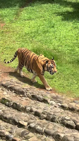 Yuk, kenalan sama harimau yang jadi bintang di Ragunan! 🐅 Mereka butuh perlindungan kita agar tetap lestari. #belajarbersamaalam #harimauragunan #harimau #ragunan #kidsfriendly 