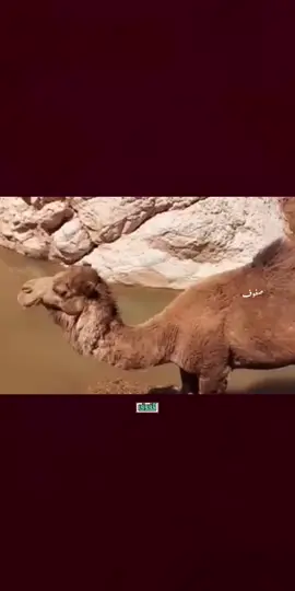 غير افتهم #شعراء_وذواقين_الشعر_الشعبي🎸  #تصميم_فيديوهات🎶🎤🎬  #شعر  #شعراء_وذواقين_الشعر_الشعبي_العراقي #اكسبلور  #لايك_متابعه_اكسبلور  #صعدو_الفيديو 