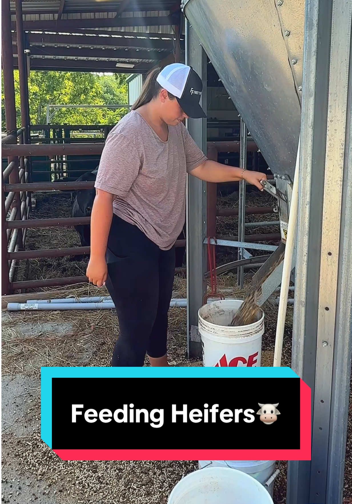 Let’s feed the heifers🐮💕 #heifer #heifersoftiktok #simmental #simmentalcattle #beefcattle 