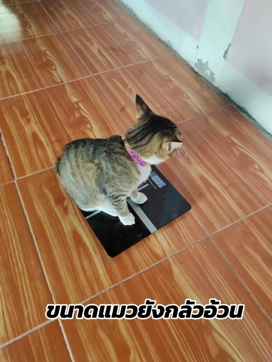 #ผู้หญิงเทาๆ #เด็กเมืองลิง🐒 #ลพบุรีขมปี๋ 