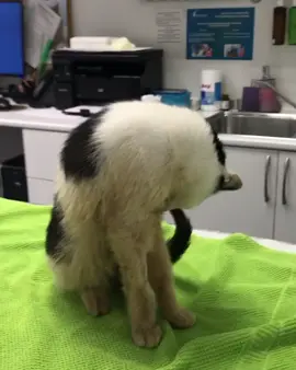 💔 PLUTO NEEDS YOUR HELP! 💔 We're counting on YOU to make a difference in his life. Every donation, share, or kind word can bring hope and healing. Please consider supporting Pluto's care today 🙏❤️. Let's rally together to give him a second chance 🙏 •PayPal link in bio 🙏🙏🙏 #HelpPluto #MakeADifference