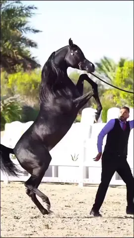 #عاشقة_الخيل🐎❤ #خيل_وخياله🐎 #خيول_عربية_اصيلة🐎❤ #مجرد________ذووووووق🎶🎵💞 #اعادة_النشر🔃 #الشعب_الصيني_ماله_حل😂😂 #مالي_خلق_احط_هاشتاقات #اكسبلور 