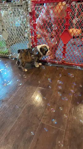 Their first bubble experience!  #puppylife #bubbletime #bulldogs #englishbulldog #puppy 