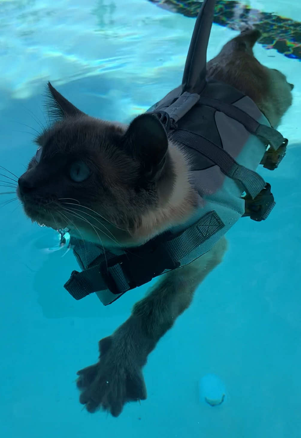 Shark week continues with a throwback to early days of swimming with Sharkitty #cat #catsoftiktok #fypシ #sharkitty #sharkweek #adventurecat #cats 
