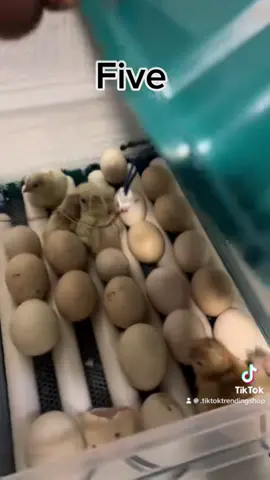 Egg Incubator 130 Eggs Fully Automatic #foryou #foreveryone #incubator #automatic #chicken #hatchingtime 