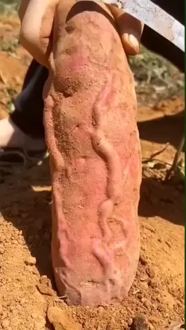 HEMM KAYA APA YA ??? 🤔🤔🤔 . . . . . . #fyppppppppppppppppppppppp #fypシ #oreopink #tren #viralvideo #trend #trending #fypage #fyp #viral #cewekcantik #melon #cewekmanis #cewekidaman 